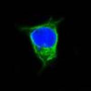 immunofluorescence_staining
