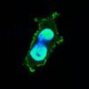 immunofluorescence_staining
