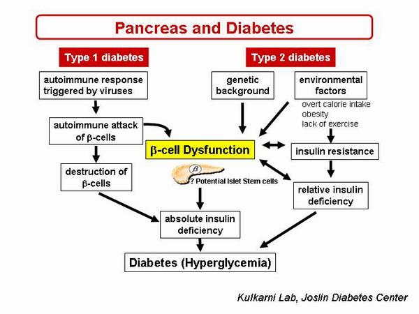 Pancreas and Diabetes image